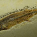 11_Willibaldsburg_Thrissops_ formosus